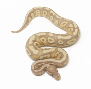 18-9B-Banana-Mojave_2026-300x296 18-9B Banana Mojave_2026