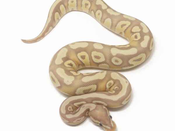 Banana Mojave (Female)