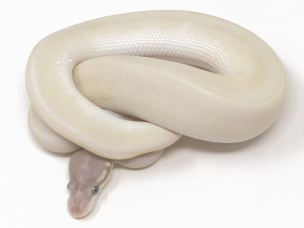 Super Mojave (Male)