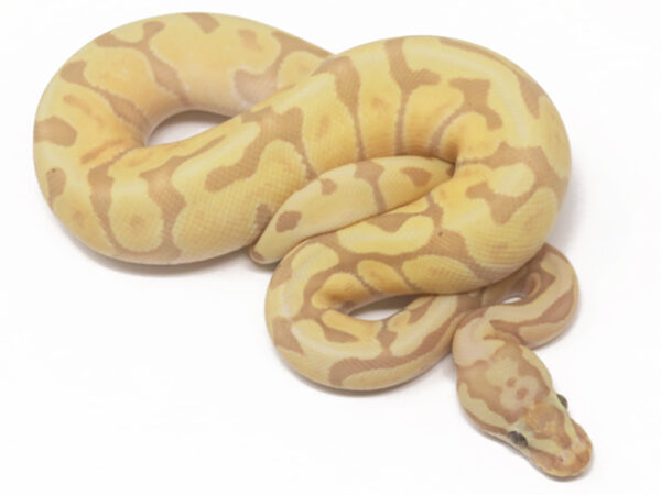 Banana GHI Stinger Bee (Male)