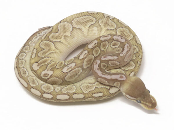 Bamboo Bongo (Male)