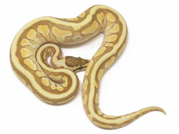 Enchi Butter Spotnose (Female)