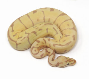 19-2B-Banana-Leopard-Spider_2026-300x268 19-2B Banana Leopard Spider_2026