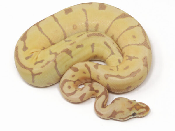 Banana Leopard Spider (Male)