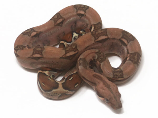 Sangria (Female)