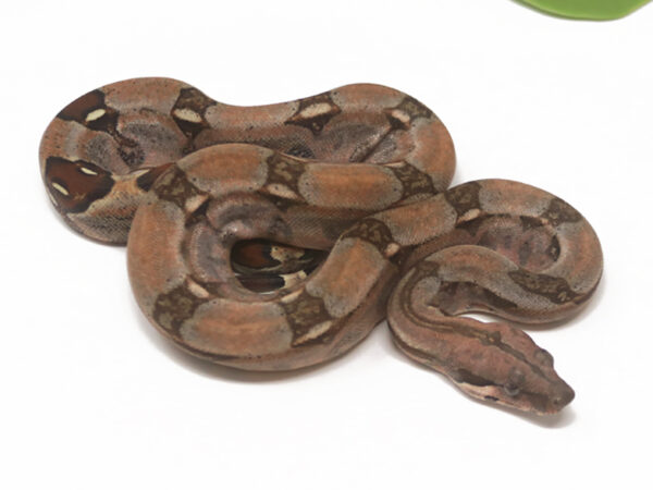 Sangria (Female)