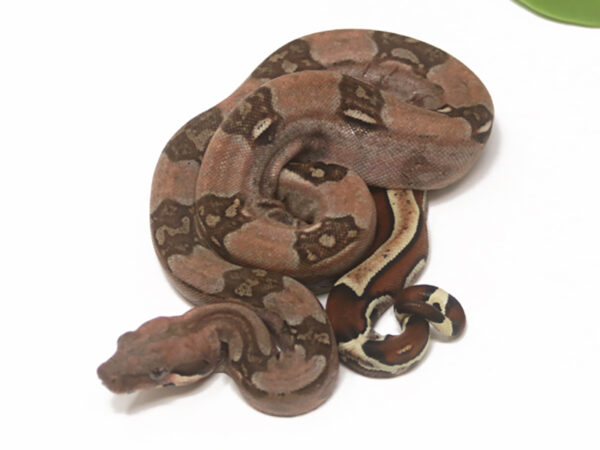 Sangria (Female)