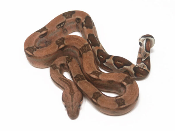 Sangria (Female)
