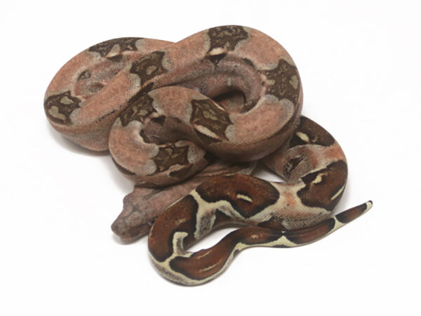 Sangria (Male)