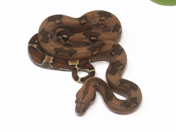 Sangria (Male)