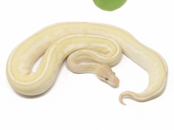 Banana Butter Calico (Male)