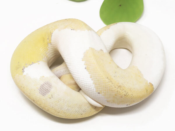 Champagne GHI Mojave (Female)
