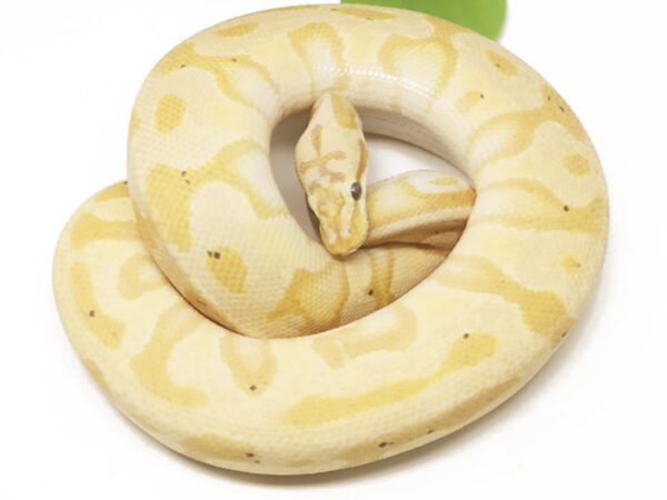 Banana Leopard Enchi Pastel (Male)