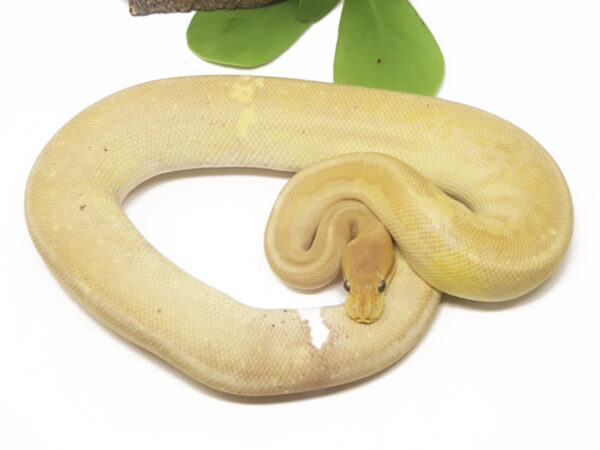 Banana Gargoyle Bongo (Male)