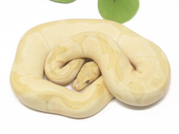 Banana Clown Enchi (Male)