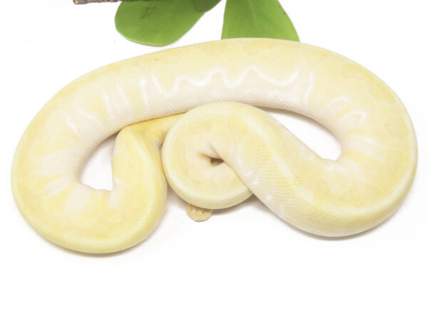 Banana Super Enchi Butter (Male)