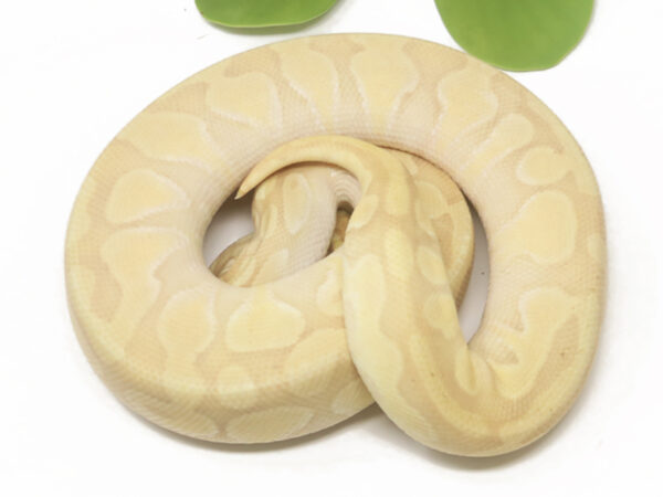 Banana Enchi Butter (Female)