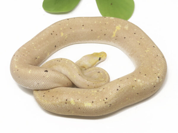 Banana Super Cinnamon (Female)