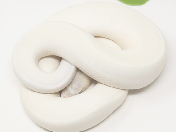 Blue Eye Leucistic (Male)