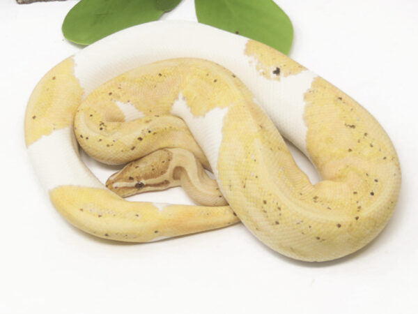 Banana Pied (MW) (Male)