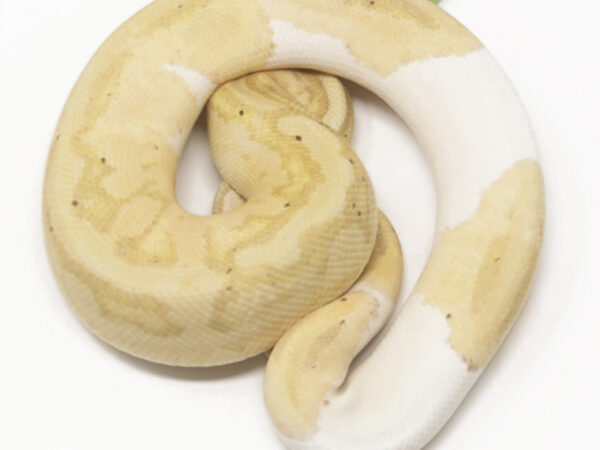 Banana Pied (LW) (Male)
