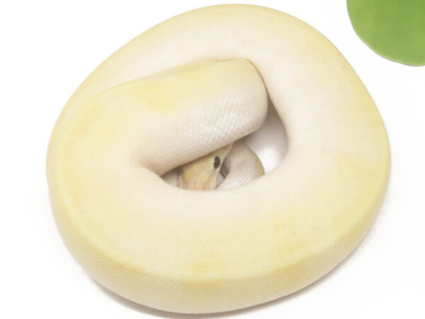 Banana Champagne Enchi (Male)