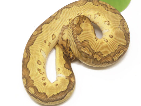 Clown Mocha (Female)