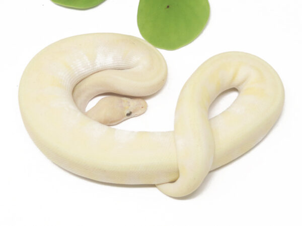 Banana HGW Moochie Pin (Male)