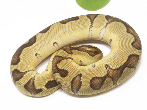 Clown Enchi (Female)