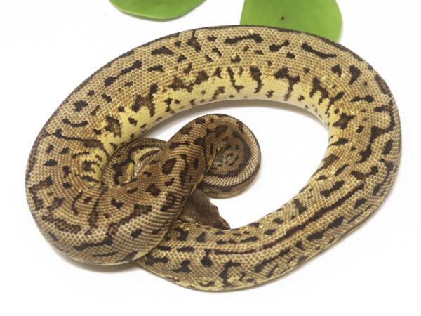 Leopard Spotnose Lemonblast (Male)