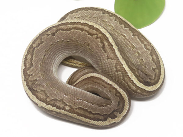 Bongo Mojave Pin (Female)