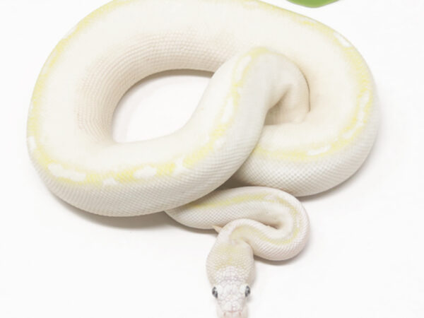 Bamboo Blue Eye Leucistic (Female)