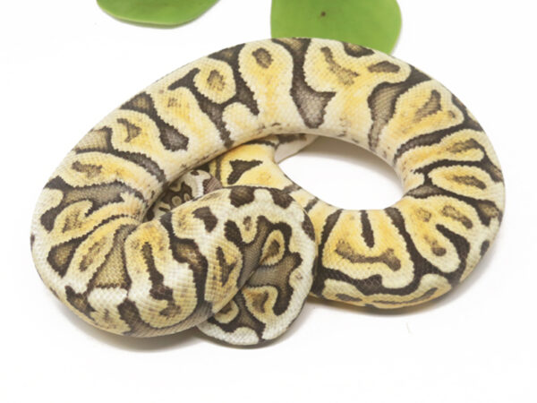 GHI Super Pastel Spotnose (Female)