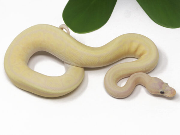 Super Banana Lemonblast (Male)