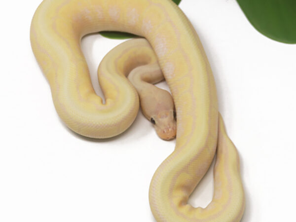 Super Banana Lemonblast (Male)