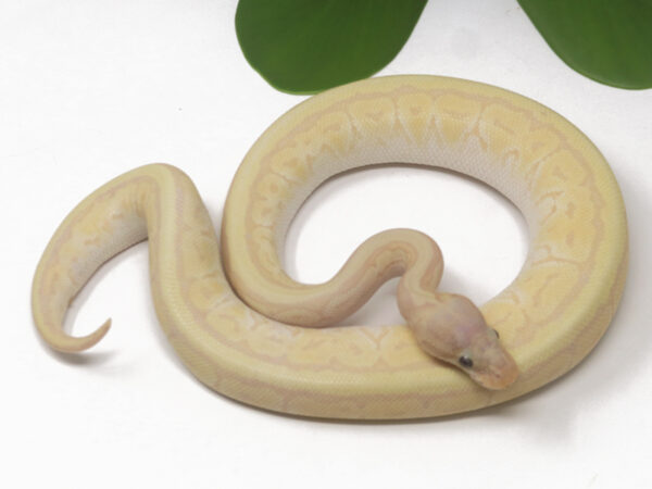 Banana Jigsaw (Female)