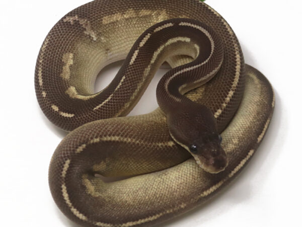 Blackhead Cinnamon Mojave Fire (Male)