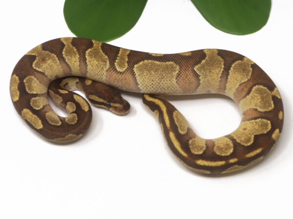 Blackhead Enchi Fire (Female)