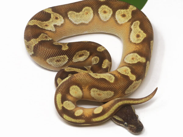 Leopard Blackhead Moochie (Female)