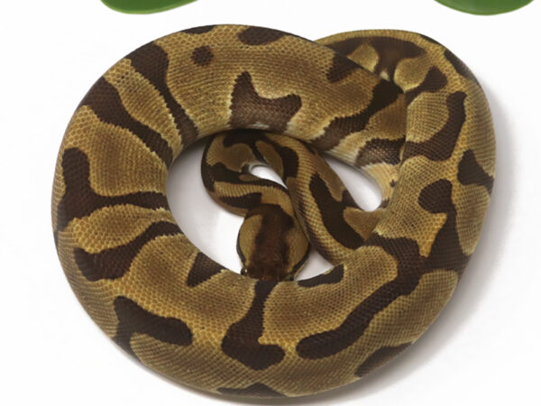 Leopard Enchi Fire (Female)