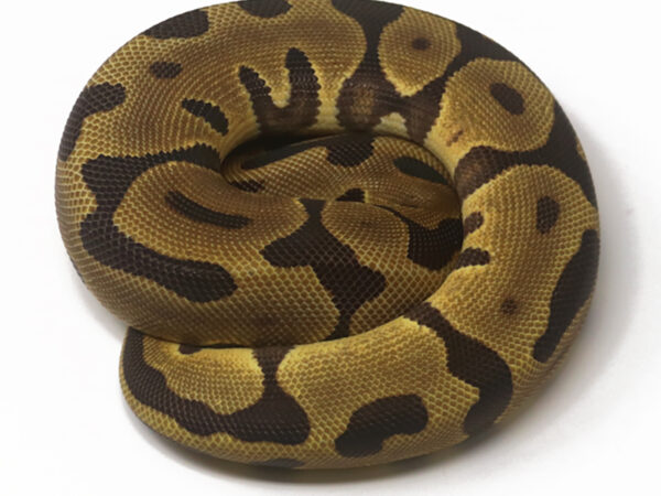 Leopard Enchi Fire (Female)