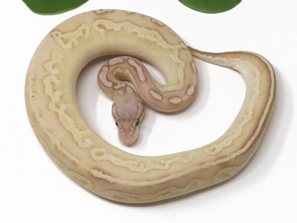 Banana Bongo Pastel Butter (Male)