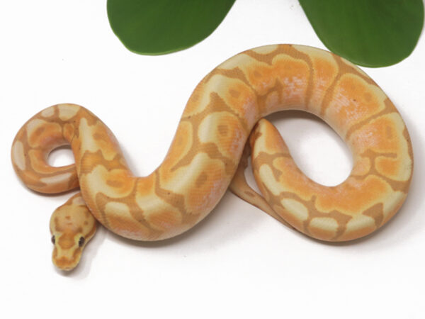 Banana Stinger Bee Cinnamon (Male)