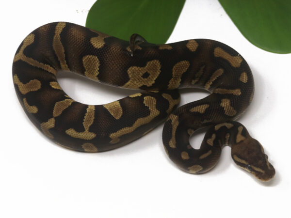 Super Raven Enchi (Male)