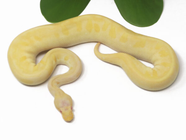 Albino Leopard Champagne (Male)