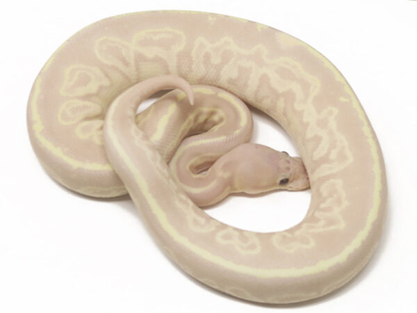 Banana Gargoyle (Female)