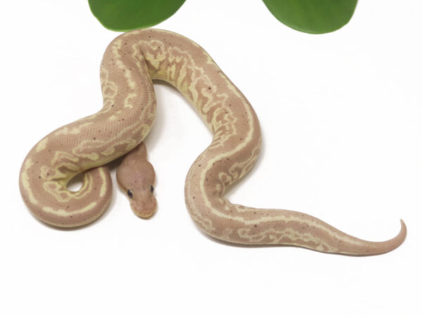 Banana Gargoyle (Male)