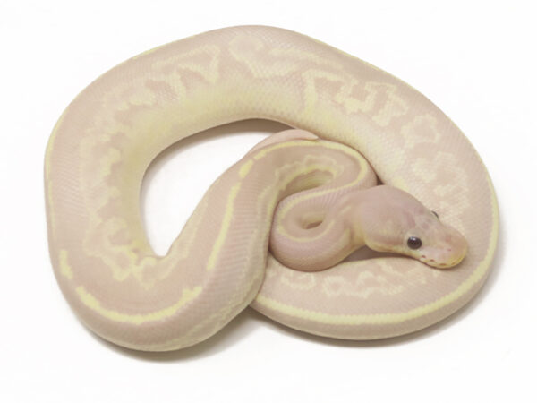 Banana Gargoyle (Male)