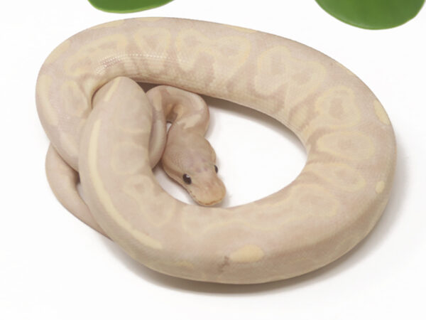 Super Banana Cinnamon (Male)