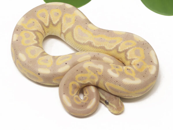 Banana Cinnamon (Female)